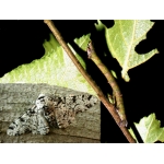 Peppered Moth betularia Pupae